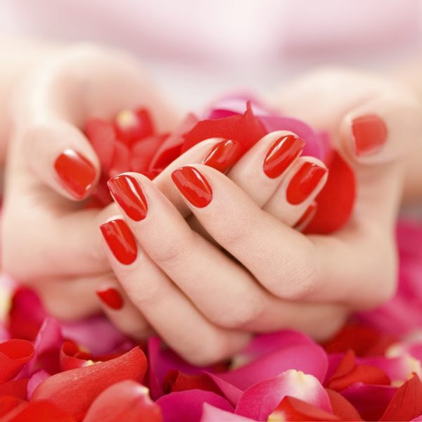 Female hands with red nails holding red and pink rose petals.